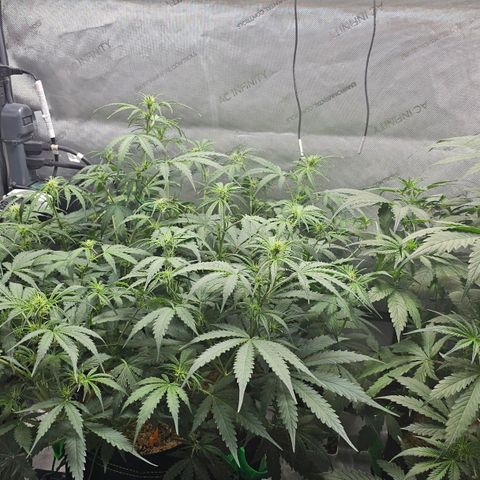 White Widow growlog timeline photo