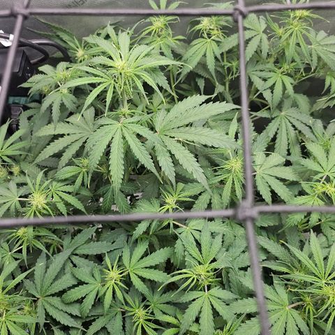 White Widow growlog timeline photo