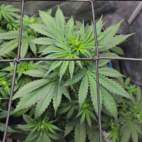 Sherbet Queen Auto growlog timeline photo