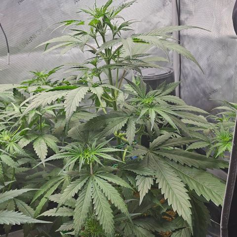 Sherbet Queen Auto growlog timeline photo