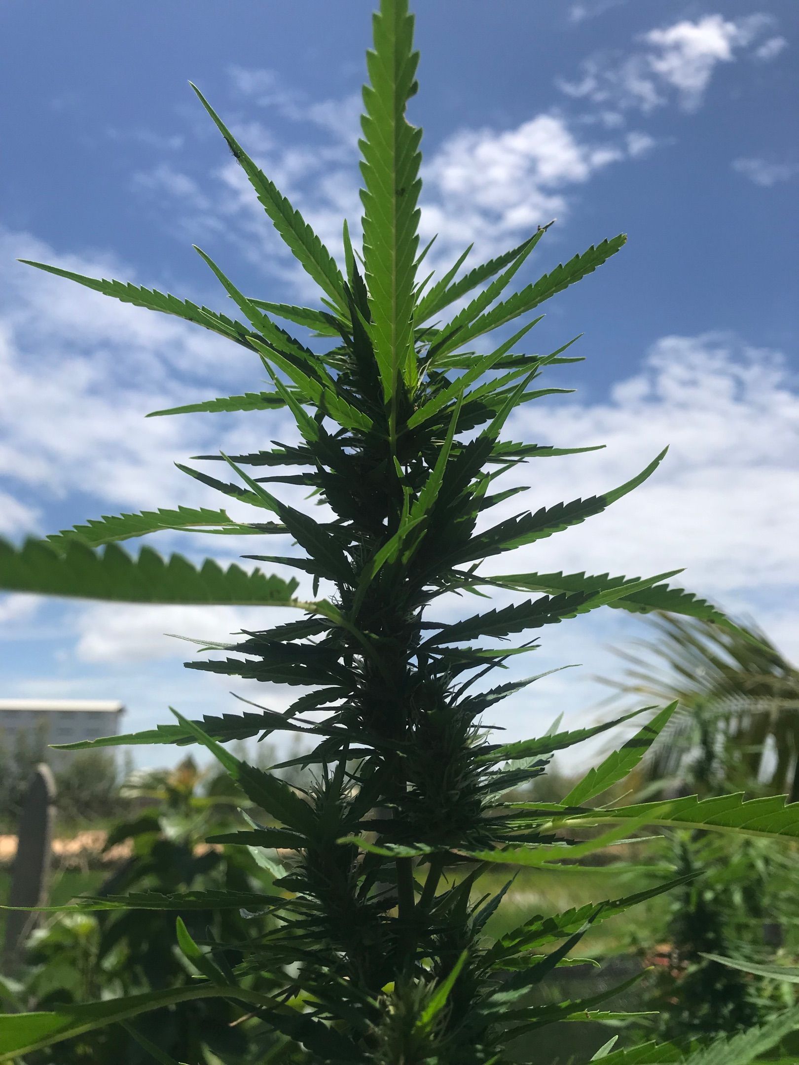 Cambodian Round 1- (5 plants) growlog header