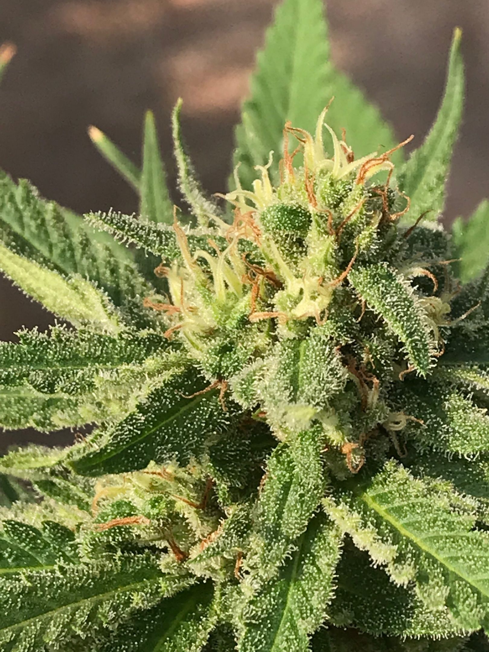 20 Clones. 8 flowering first growlog header