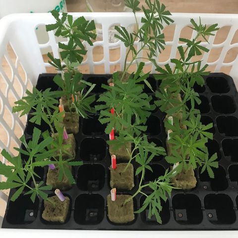 Clones Round 1 (14 clones) growlog timeline photo