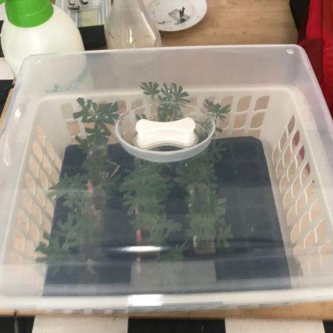 Clones Round 1 (14 clones) growlog timeline photo