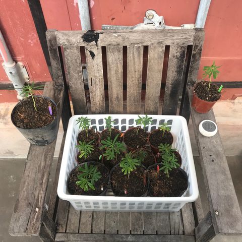 Clones Round 1 (14 clones) growlog timeline photo