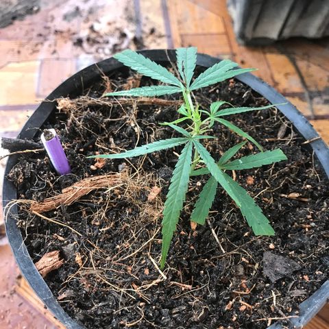 Clones Round 1 (14 clones) growlog timeline photo