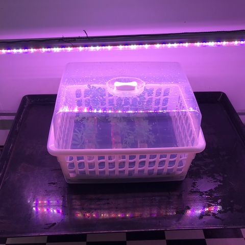 Clones Round 1 (14 clones) growlog timeline photo