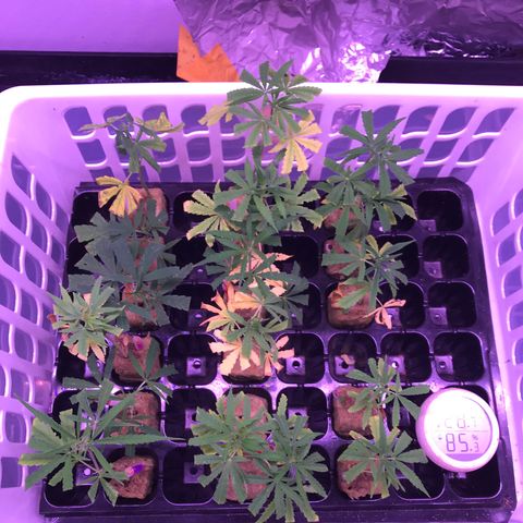 Clones Round 1 (14 clones) growlog timeline photo