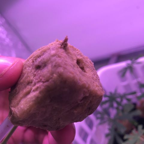 Clones Round 1 (14 clones) growlog timeline photo