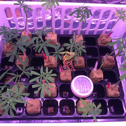 Clones Round 1 (14 clones) growlog timeline photo