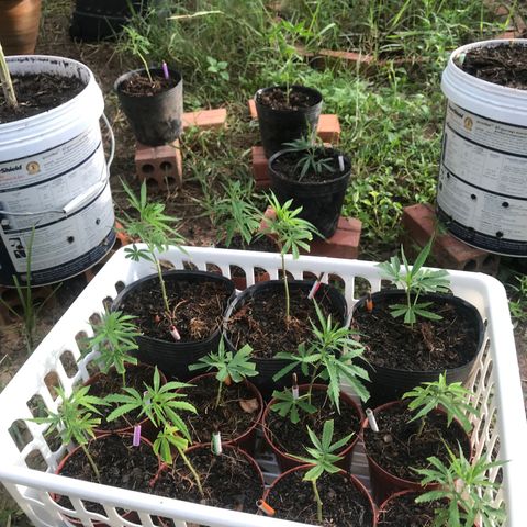 Clones Round 1 (14 clones) growlog timeline photo
