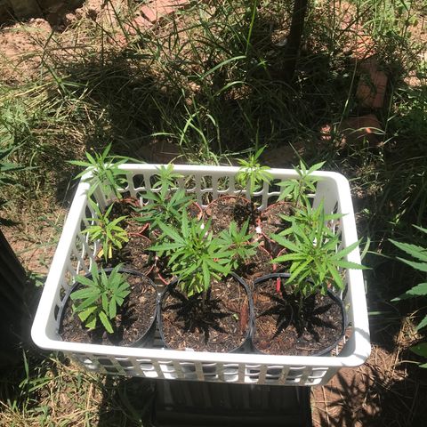 Clones Round 1 (14 clones) growlog photo: All the clones are looking fantastic!! Transferring to bigger pots in a few weeks. Maybe transfer all to bigger black round containers. 