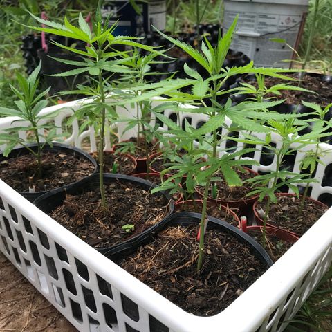 Clones Round 1 (14 clones) growlog timeline photo