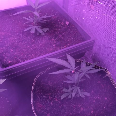 Clones Round 1 (14 clones) growlog timeline photo