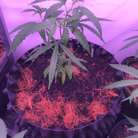Clones Round 1 (14 clones) growlog timeline photo