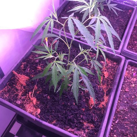 Clones Round 1 (14 clones) growlog timeline photo