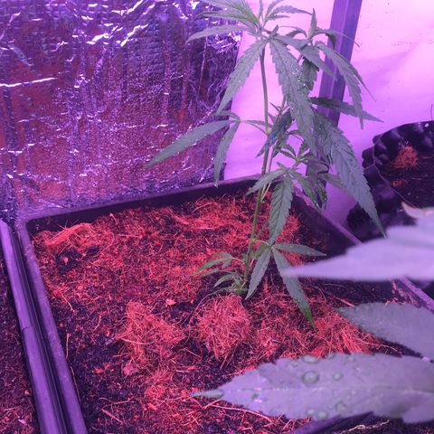 Clones Round 1 (14 clones) growlog timeline photo
