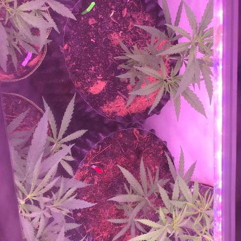 Clones Round 1 (14 clones) growlog photo: New air pots