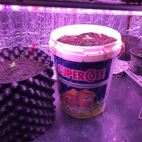 Strawberry Banana Auto growlog timeline photo