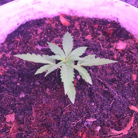 Orange Sherbet Auto #1 growlog timeline photo