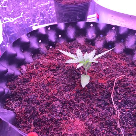 Strawberry Banana Auto growlog timeline photo