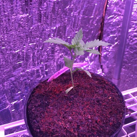 Purple Haze mother. 7 flowering. Mom in veg still growlog timeline photo