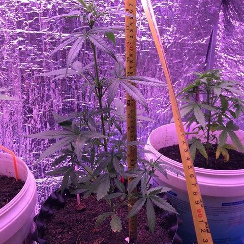 Strawberry Banana Auto growlog timeline photo