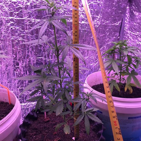 Strawberry Banana Auto growlog timeline photo