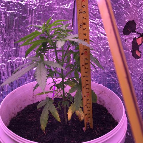 Purple Haze mother. 7 flowering. Mom in veg still growlog timeline photo