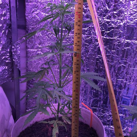Orange Sherbet Auto #1 growlog timeline photo