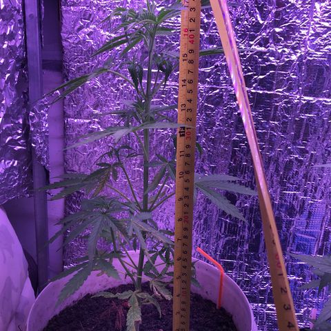 Orange Sherbet Auto #1 growlog timeline photo