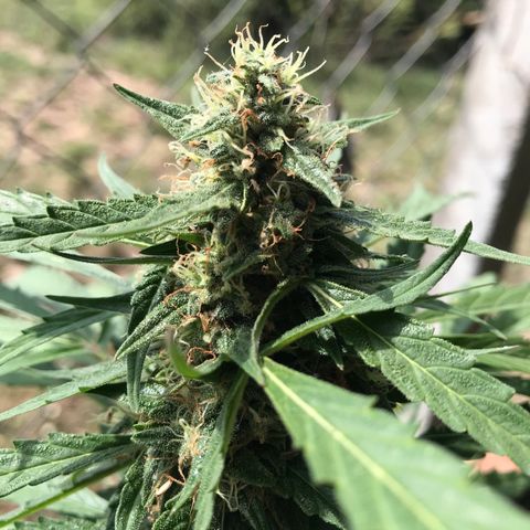 Orange Sherbet Auto #1 growlog timeline photo