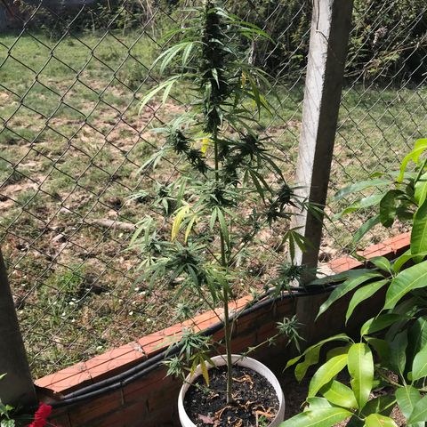 Orange Sherbet Auto #1 growlog timeline photo