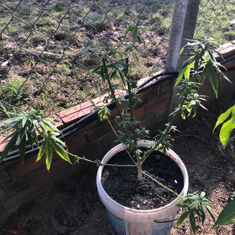 Purple Haze mother. 7 flowering. Mom in veg still growlog timeline photo