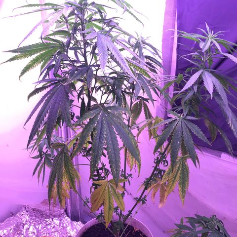 Purple Haze mother. 7 flowering. Mom in veg still growlog timeline photo