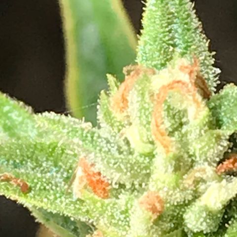 Strawberry Banana Auto growlog timeline photo