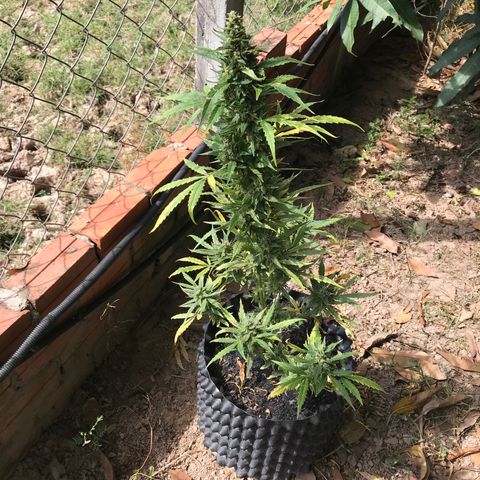 Strawberry Banana Auto growlog timeline photo
