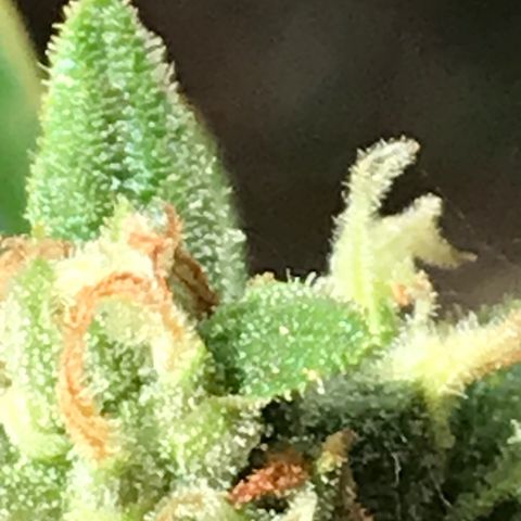 Strawberry Banana Auto growlog timeline photo