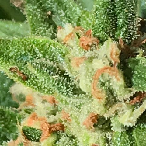 Strawberry Banana Auto growlog timeline photo