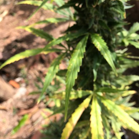 Strawberry Banana Auto growlog timeline photo