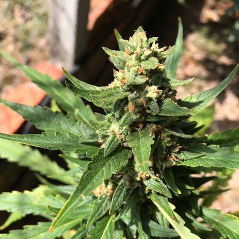 Strawberry Banana Auto growlog timeline photo