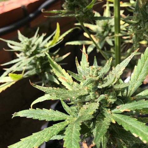 Strawberry Banana Auto growlog timeline photo