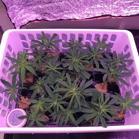 20 Clones. 8 flowering first growlog photo