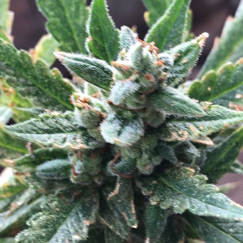 Strawberry Banana Auto growlog photo: 130g wet