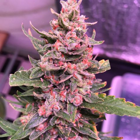 Strawberry Banana Auto growlog photo: 130g wet