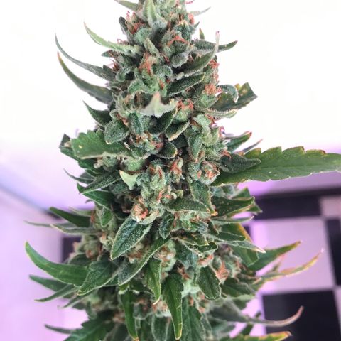 Strawberry Banana Auto growlog photo: 130g wet