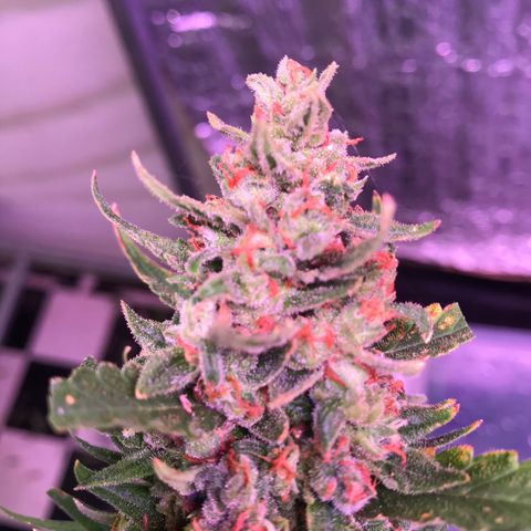 Strawberry Banana Auto growlog photo: 130g wet