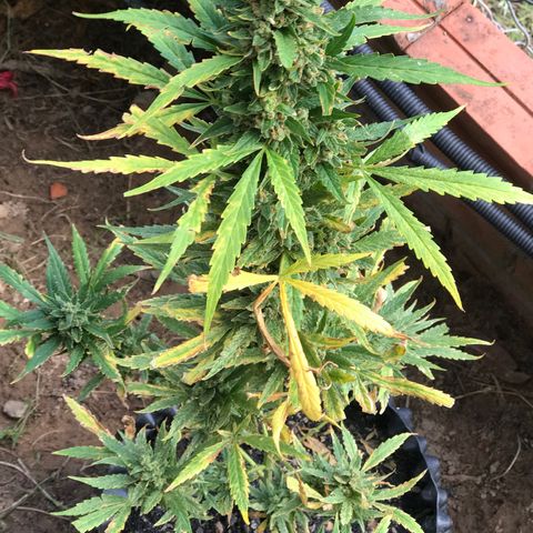 Strawberry Banana Auto growlog photo: 130g wet