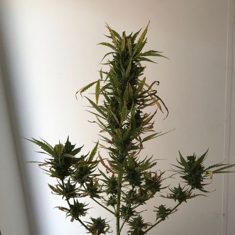 Strawberry Banana Auto growlog photo: 130g wet