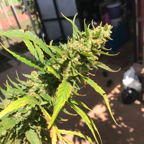 Strawberry Banana Auto growlog photo: 130g wet